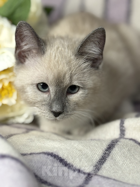 Кошки в Сосновом Бору: Котенок Мия Девочка, 3 500 руб. - фото 2