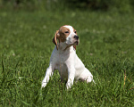 Собаки в Великом Новгороде: щенки английского пойнтера Мальчик, Бесплатно - фото 3