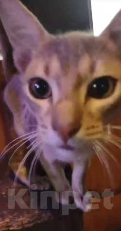 Кошки в Москве: Великолепные котята  метисы Абиссинской породы голубого окраса,мальчик и девочка Девочка, 20 000 руб. - фото 1