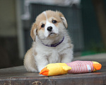 Собаки в Сочи: Великолепные щенки вельш корги пемброк Мальчик, 60 000 руб. - фото 6