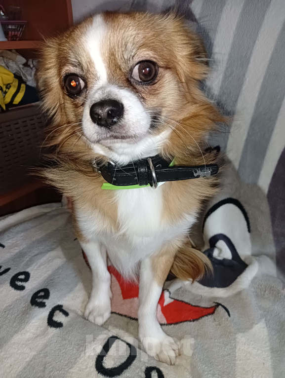 Собаки в Новосибирске: Подрощенный Кобель  Чихуахуа  Мальчик, 20 000 руб. - фото 5