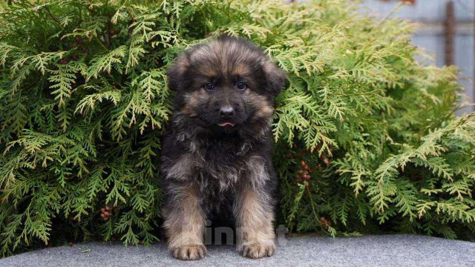 Собаки в Москве: Немецкая овчарка щенок мальчик дш Мальчик, 50 000 руб. - фото 3