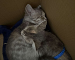 Кошки в Анапе: Котенок девочка ищет семью  Девочка, Бесплатно - фото 3