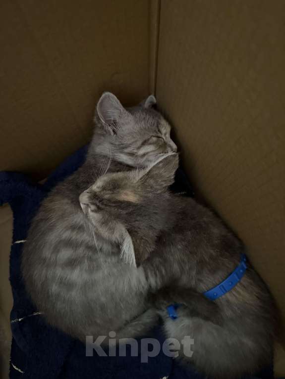 Кошки в Анапе: Котенок девочка ищет семью  Девочка, Бесплатно - фото 3