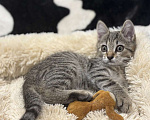 Кошки в Москве: Микки-котенок мечты для вашей семьи! Мальчик, Бесплатно - фото 3