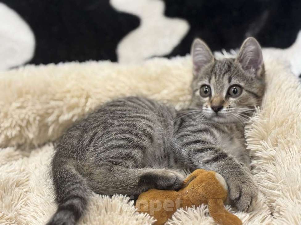 Кошки в Москве: Микки-котенок мечты для вашей семьи! Мальчик, Бесплатно - фото 3