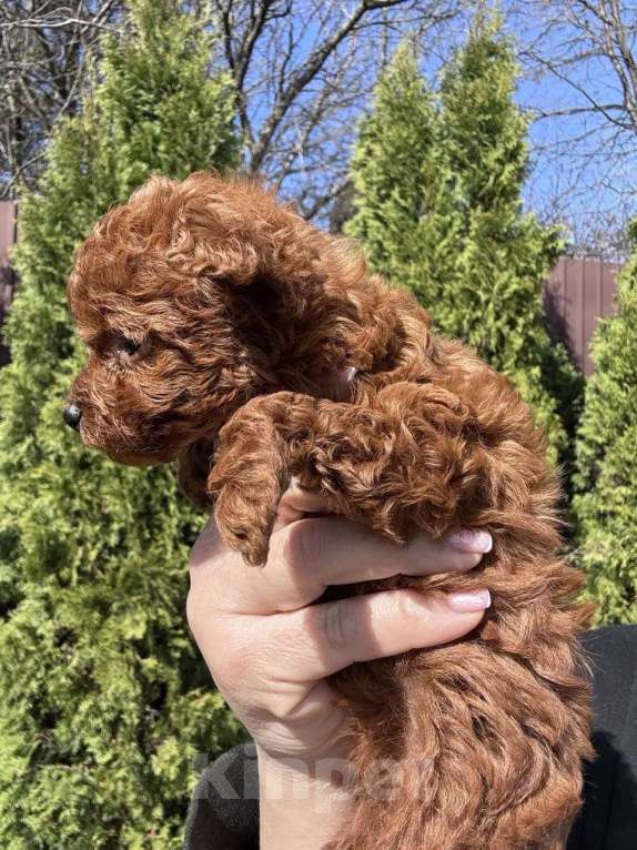 Собаки в Санкт-Петербурге: Той-пудель Тедди девочка Девочка, 150 000 руб. - фото 4