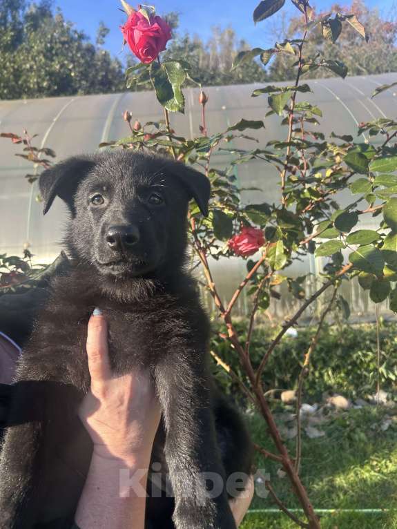 Собаки в Дубне: Илай ищет своего человека  Мальчик, 70 000 руб. - фото 4