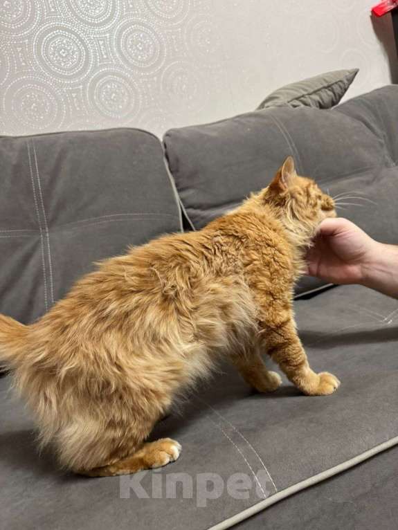 Кошки в Красноярске: Рыжый кот ищет добрых хозяев  Мальчик, Бесплатно - фото 5