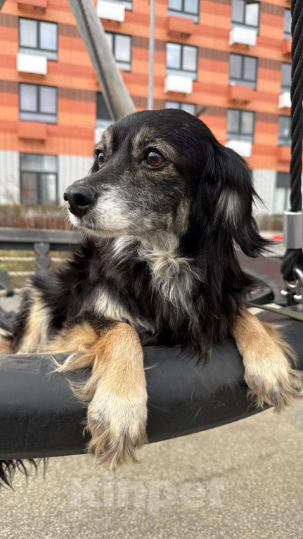 Собаки в Одинцово: Красотка Дейзи в поисках Ма и Па  Девочка, 100 руб. - фото 6