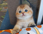Кошки в Москве: Шотландские котята Девочка, 35 000 руб. - фото 1