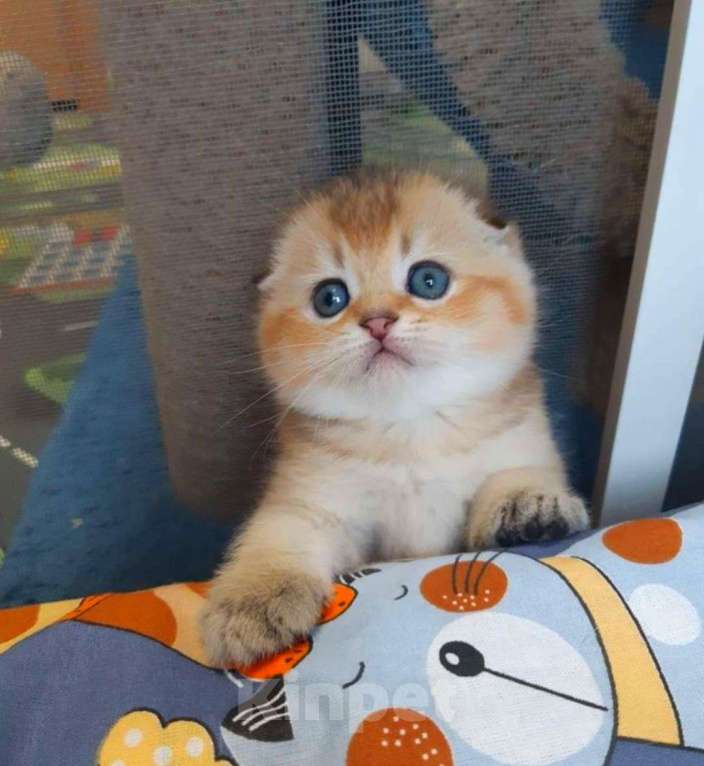 Кошки в Москве: Шотландские котята Девочка, 35 000 руб. - фото 1