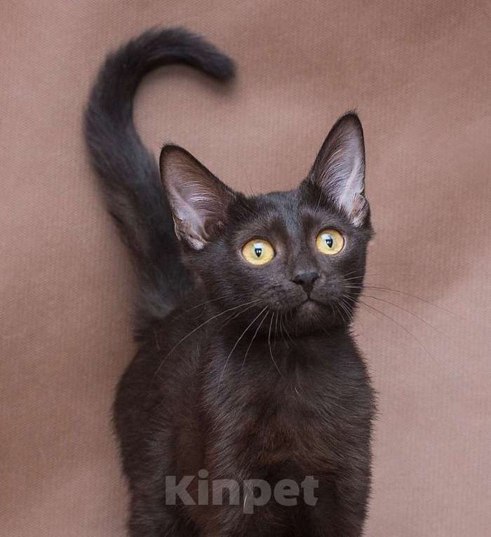 Кошки в Москве: Четырехмесячная чёрная малютка в поисках своей семьи 🤍 Девочка, Бесплатно - фото 3