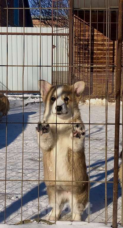 Собаки в Ростове-на-Дону: Вельш корги пемброк Девочка, Бесплатно - фото 2