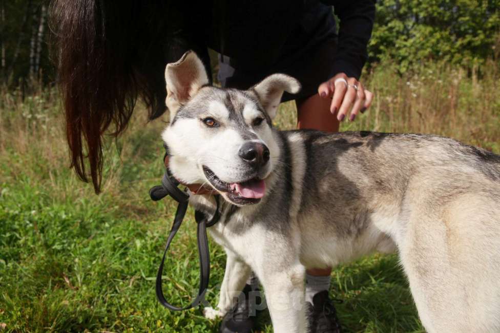 Собаки в Москве: Серенький Мальчик, Бесплатно - фото 27