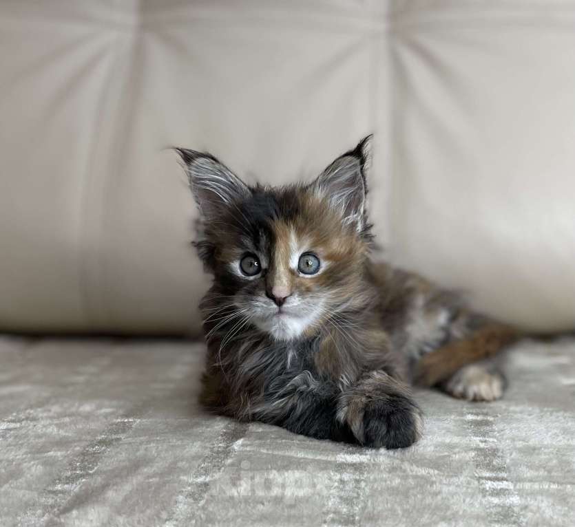 Кошки в Москве: Котята мейн-кун / 2 меяца Девочка, 79 990 руб. - фото 3