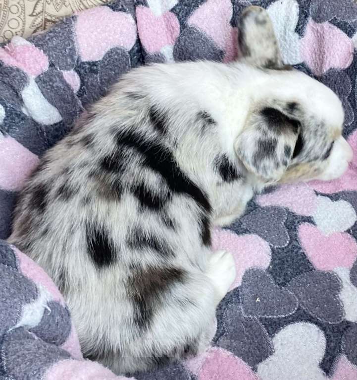 Собаки в Москве: Щенки вельш-корги кардиган Мальчик, 35 000 руб. - фото 2