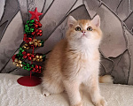 Кошки в Москве: Золотой котёнок Скоттиш-страйт  Мальчик, 50 000 руб. - фото 3