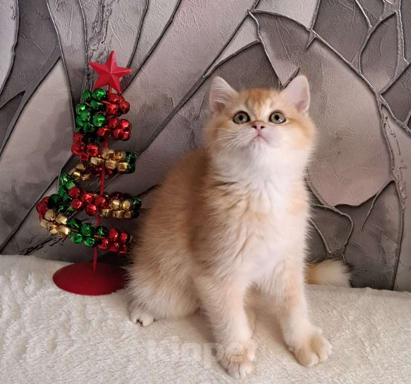 Кошки в Москве: Золотой котёнок Скоттиш-страйт  Мальчик, 50 000 руб. - фото 3