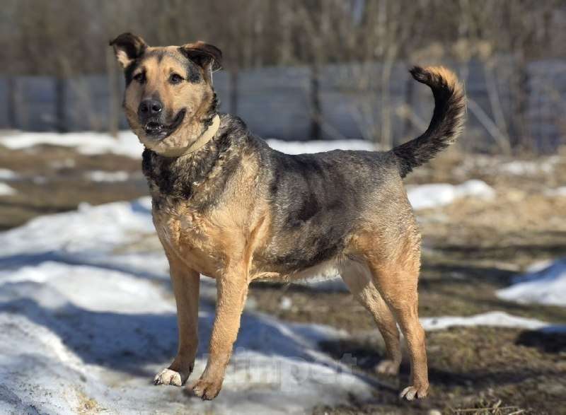 Собаки в Королеве: Очаровательный красавец Дилан разыскивает своего человека! Мальчик, Бесплатно - фото 4