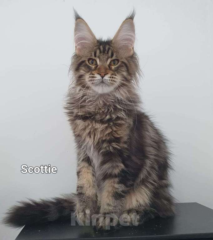 Кошки в Ейске: котята Мейн-Кун Мальчик, 40 000 руб. - фото 1