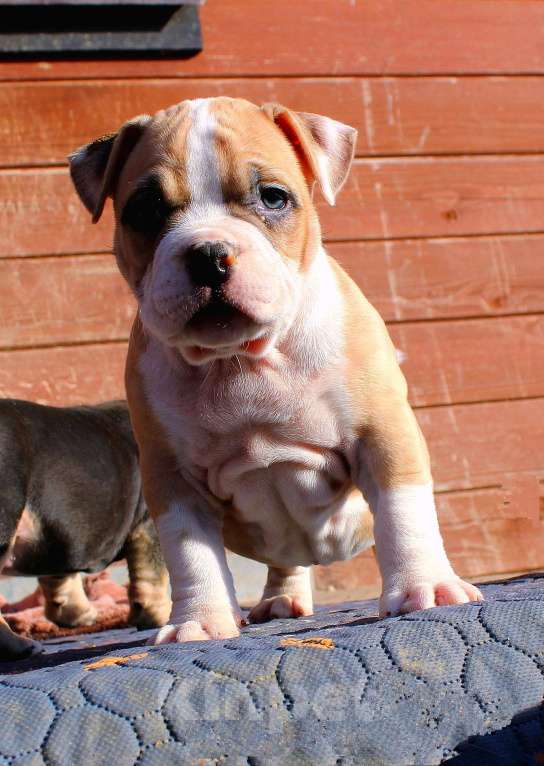 Собаки в Нерюнгри: Американский булли Разнополые, 70 000 руб. - фото 9
