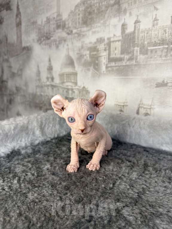 Кошки в Самаре: Котёнок породы эльф с гетерохромией Мальчик, Бесплатно - фото 5