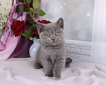 Кошки в Мурином: Британский котик голубого окраса Мальчик, 20 000 руб. - фото 6