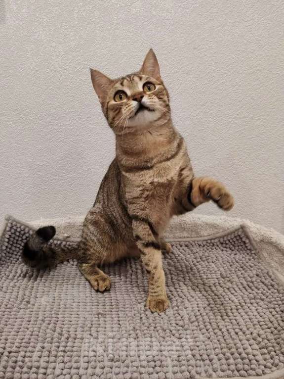 Кошки в Москве: Нежная маленькая кошенька Оливия очень ждёт своих людей Девочка, Бесплатно - фото 6