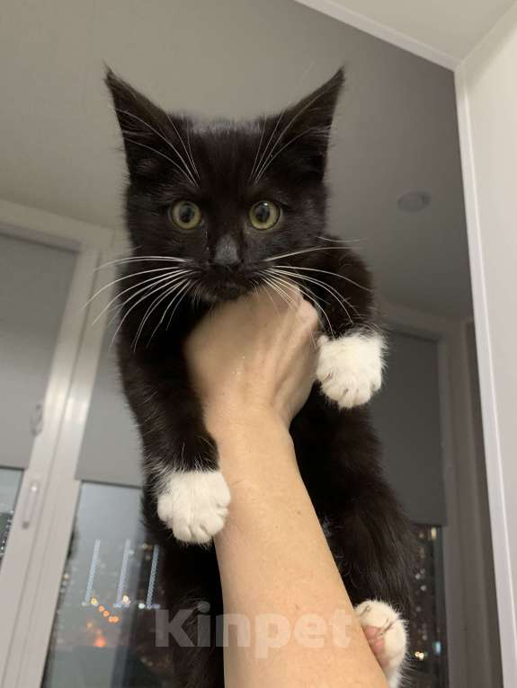 Кошки в других городах Московской области: Котёнок в добрые руки и любящую семью Мальчик, Бесплатно - фото 4