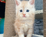 Кошки в Сланце: Котята мейн-кун.  Мальчик, 25 000 руб. - фото 5