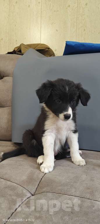 Собаки в Новосибирске: Щенок Бордер Колли  Девочка, Бесплатно - фото 3