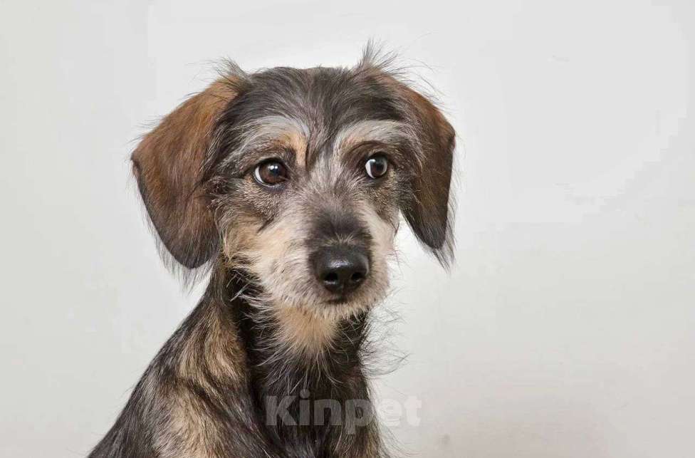 Собаки в Лосином-Петровском: Серафима якутенок ппбж Девочка, Бесплатно - фото 7