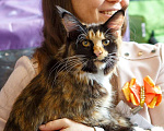 Кошки в Бору: Котенок мэйн кун, девочка Девочка, 40 000 руб. - фото 3