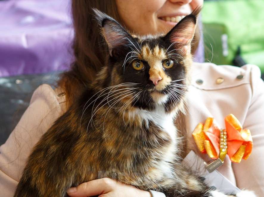 Кошки в Бору: Котенок мэйн кун, девочка Девочка, 40 000 руб. - фото 3