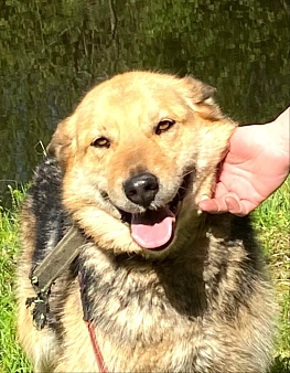 Маруся, собака компаньон