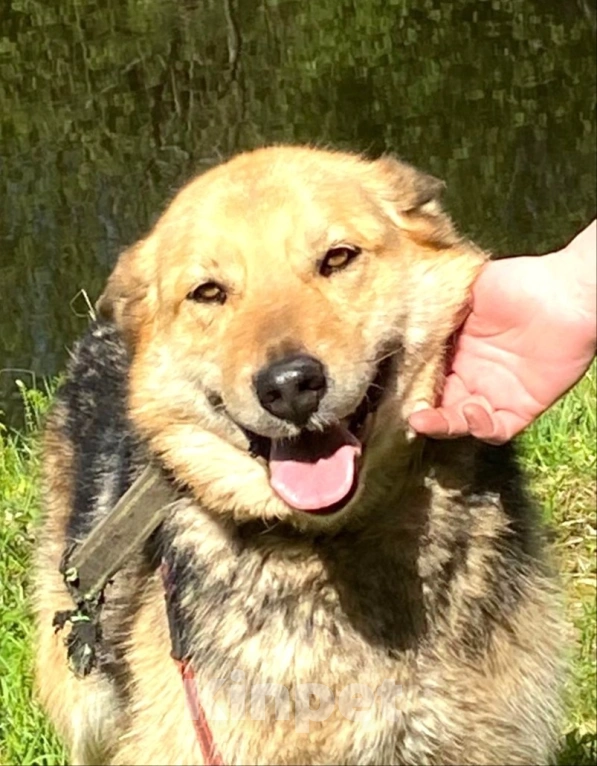 Собаки в других городах Ленинградской области: Маруся, собака компаньон Девочка, 500 руб. - фото 1