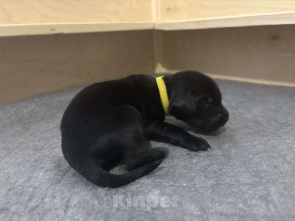 Собаки в Москве: Бронируем щенков прямошерстного ретривера флэт Девочка, 75 000 руб. - фото 2