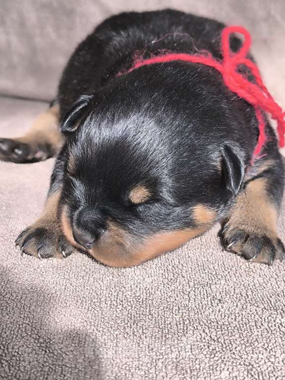 Собаки в Москве: Щенки ротвейлера от питомника Разнополые, Бесплатно - фото 5