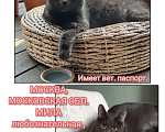 Кошки в Москве: В добрые ручки Девочка, Бесплатно - фото 6