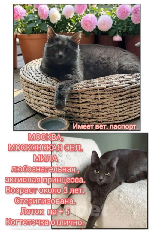Кошки в Москве: В добрые ручки Девочка, Бесплатно - фото 6