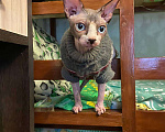 Кошки в Красноармейске: Канадский сфинкс котенок Девочка, 16 000 руб. - фото 2