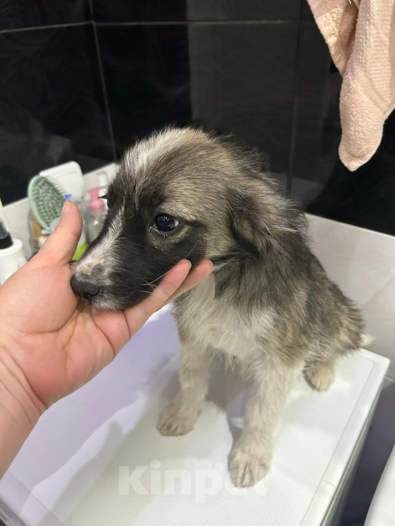 Собаки в Москве: Малышки-девчонки в добрые руки Девочка, Бесплатно - фото 4