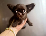 Собаки в Ростове-на-Дону: Чихуахуа мальчик Мальчик, 35 000 руб. - фото 7