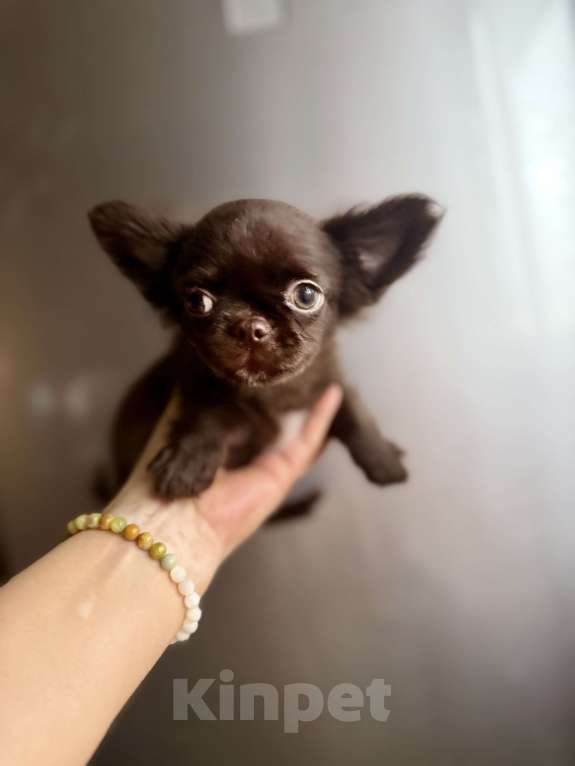 Собаки в Ростове-на-Дону: Чихуахуа мальчик Мальчик, 35 000 руб. - фото 7