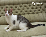Кошки в Санкт-Петербурге: Котенок-подросток Рублик очень хочет стать домашним Мальчик, Бесплатно - фото 5