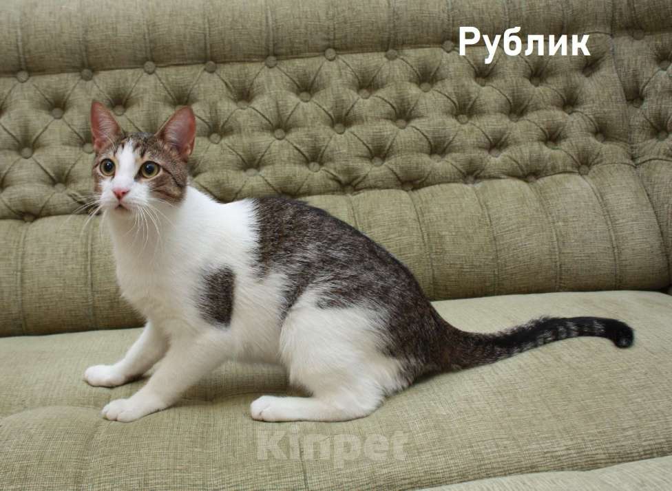 Кошки в Санкт-Петербурге: Котенок-подросток Рублик очень хочет стать домашним Мальчик, Бесплатно - фото 5