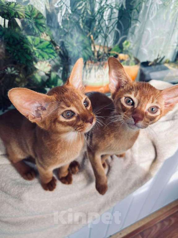 Кошки в Нижнем Новгороде: Котята абиссинской породы Девочка, 35 000 руб. - фото 1