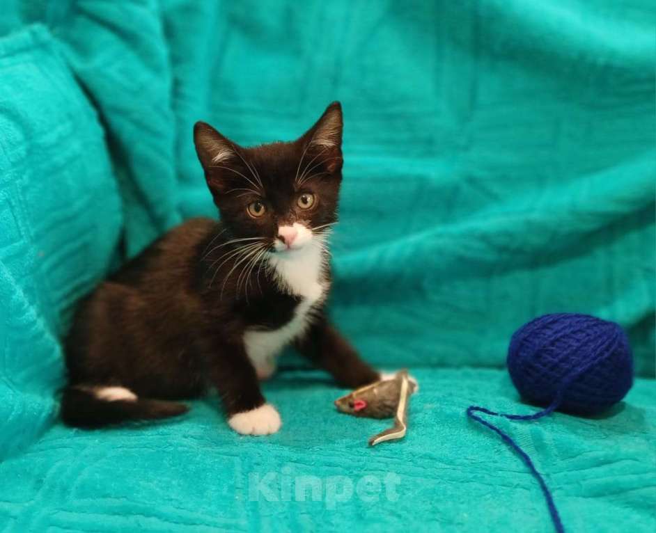 Кошки в Санкт-Петербурге: Маленькие красивые котята ищут дом Мальчик, Бесплатно - фото 3