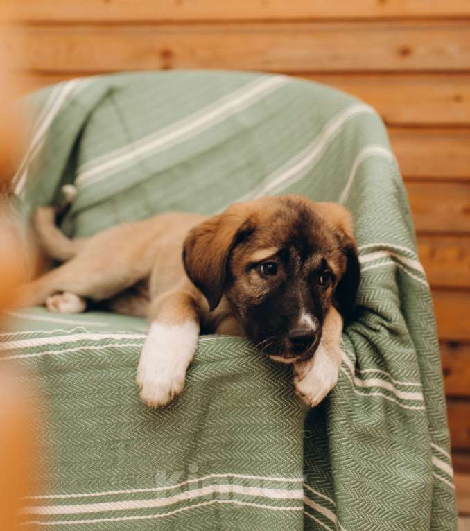 Собаки в Москве: Щенок анатолийской овчарки Денали в добрые руки Девочка, Бесплатно - фото 1